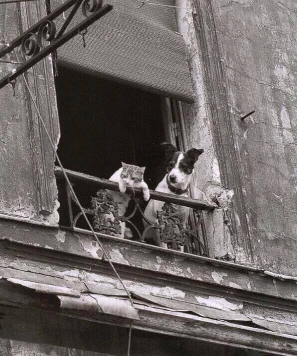 Titi parisiens en 1960