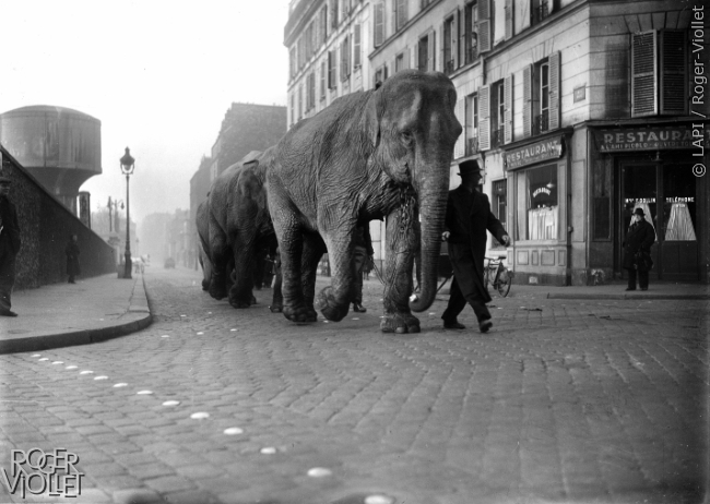 Eléphants dans les rues de Paris, mars 1941.