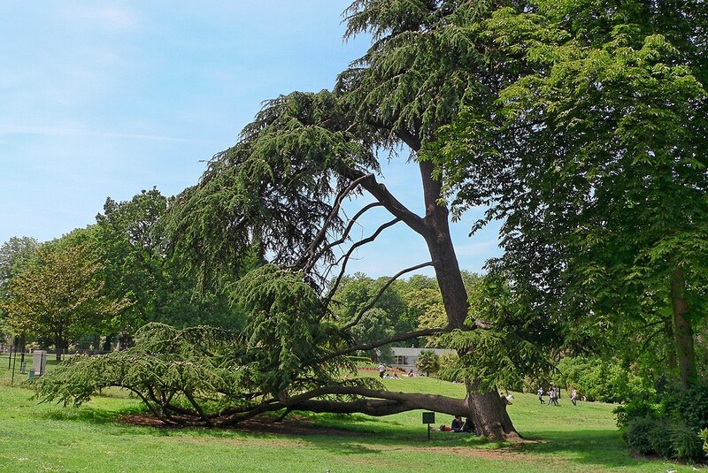 Le cèdre du Liban, parc Montsouris - DR
