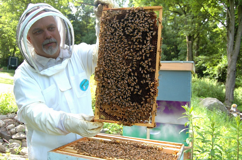 whereez-activité-apiculture-paris-zigzag
