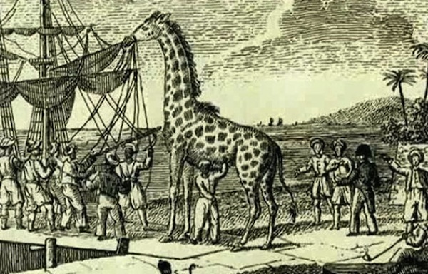 zarafa-girafe-paris