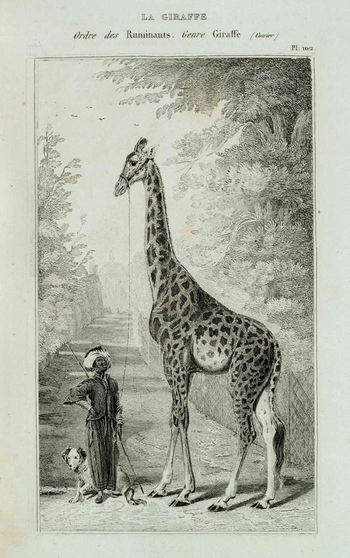 zarafa-premiere-girafe-paris