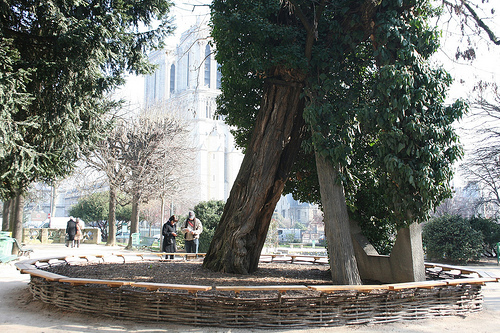 plus vieil arbre robinier paris square René Viviani-Montebello