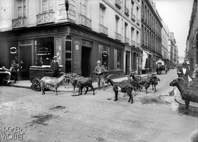 Vendeur de lait de chèvre. Paris, 1900-1910.