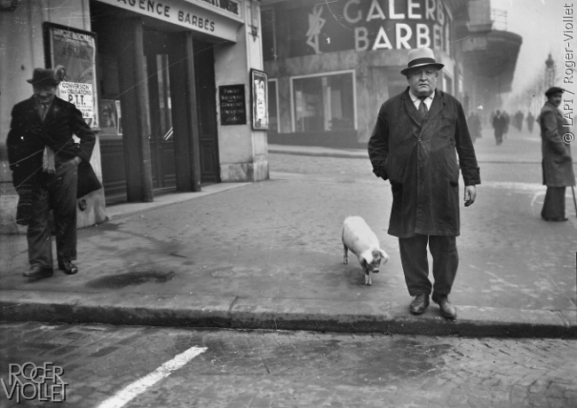 Cochon dans la rue. Paris, décembre 1941.