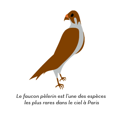 faucon-pelerin-espece-oiseau-rare-paris