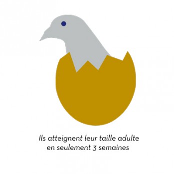 oeuf-nid-pigeon-paris