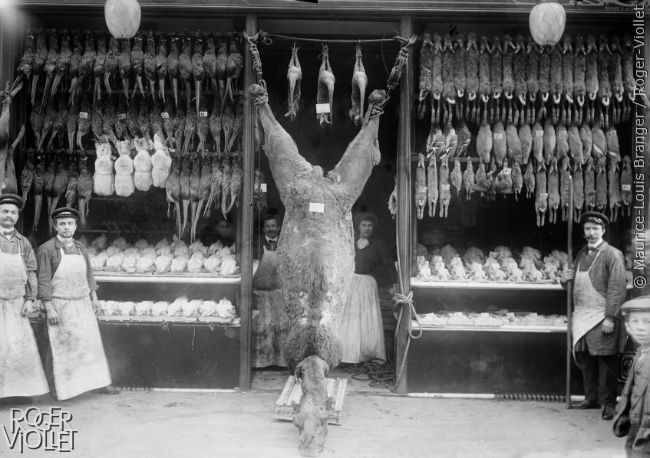 Chameau exposé à la devanture d'un marchand de gibier et de volaille. Paris. 1908.