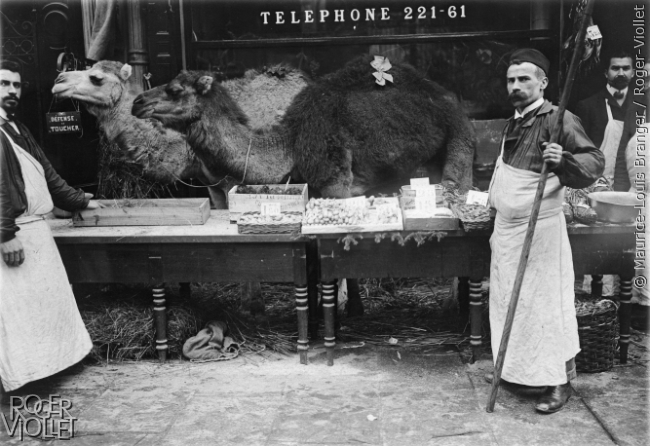 Bouchers proposant de la viande fraîche de chameau sur leur étal de marché, en alternative à l'oie traditionnelle de Noël. Paris, 15 décembre 1908.