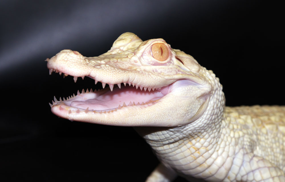 alligator-paris-bebe-crocodiles-albinos