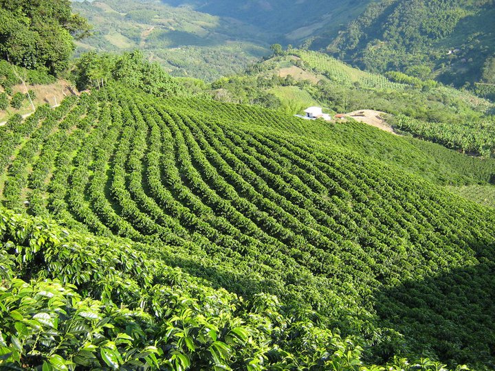 cafe-plantation-grain-colombie