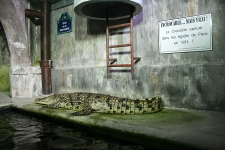 crocodile-pont-neuf