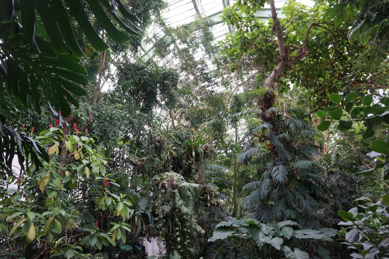 Serre foret tropical dans la serre du jardin des plantes