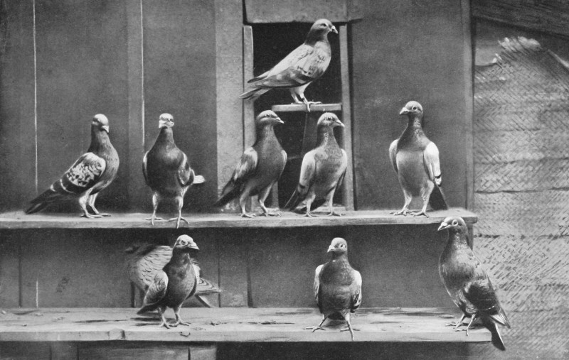 Pigeon voyageurs à Paris