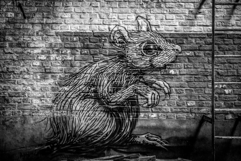 Rats Paris