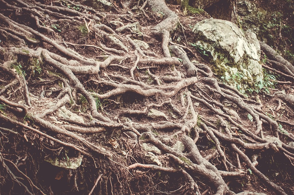 racines-arbres-paris-zigzag