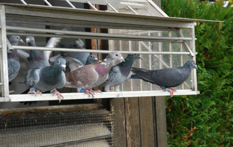 Pigeons-voyageurs-paris-zigzag