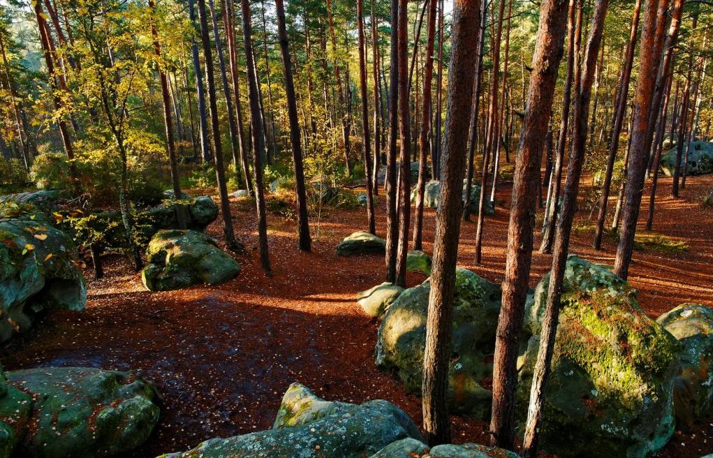 automne-forêt-fontainebleau-paris-zigzag