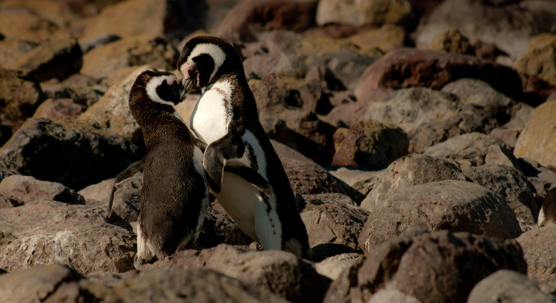 couple-pingouins-paris-zigzag