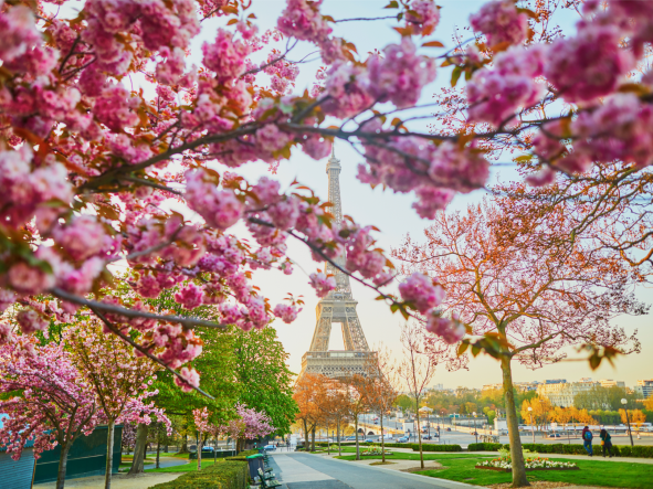 Vue de la tour Eiffel avec cerisiers en fleurs, Paris