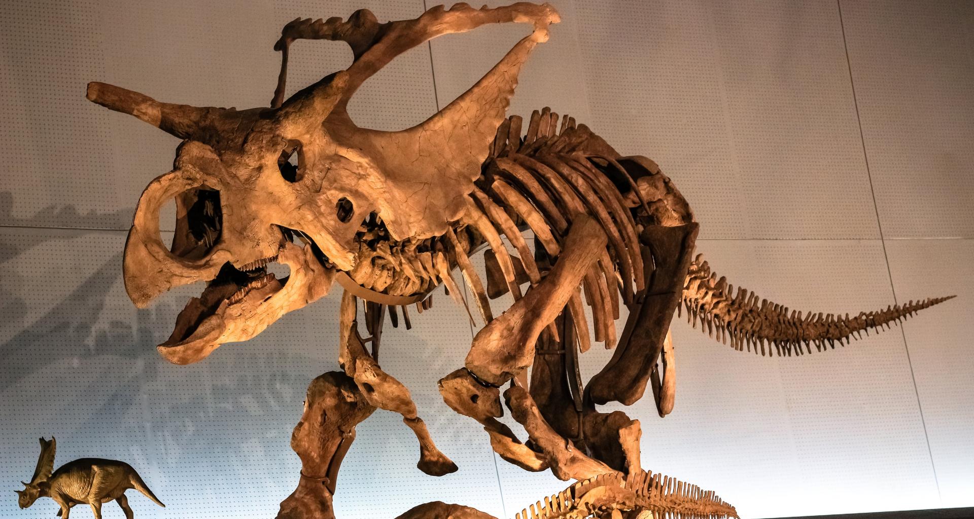 triceratops-big-john-vente-paris