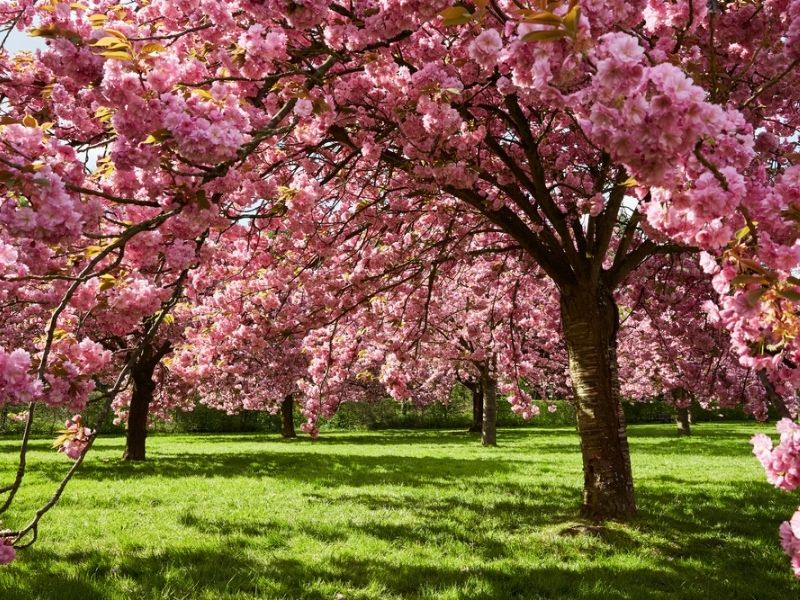 Cerisiers en fleurs au parc de Sceaux