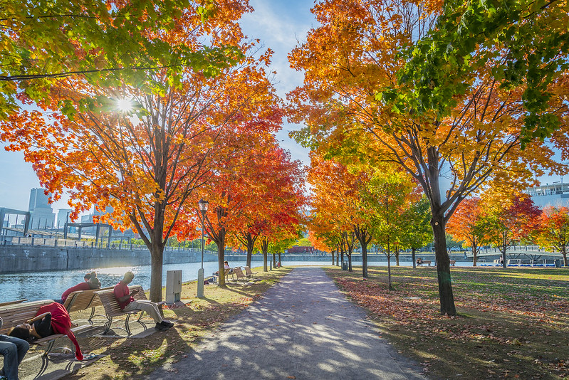 L‘automne au Vieux-Port de Montréal © Matias Garabedian