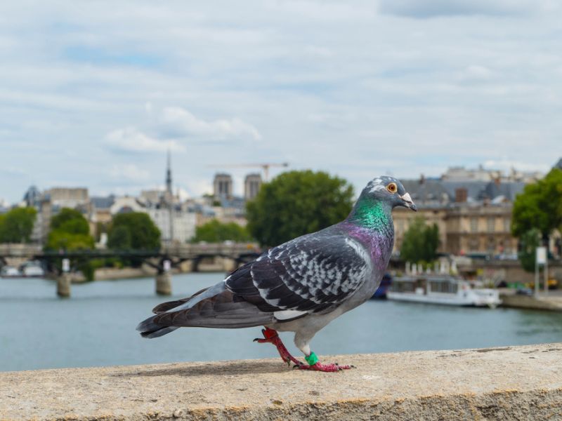Image d'illustration d'un pigeon à Paris, devant la Seine. Source : Shutterstock
