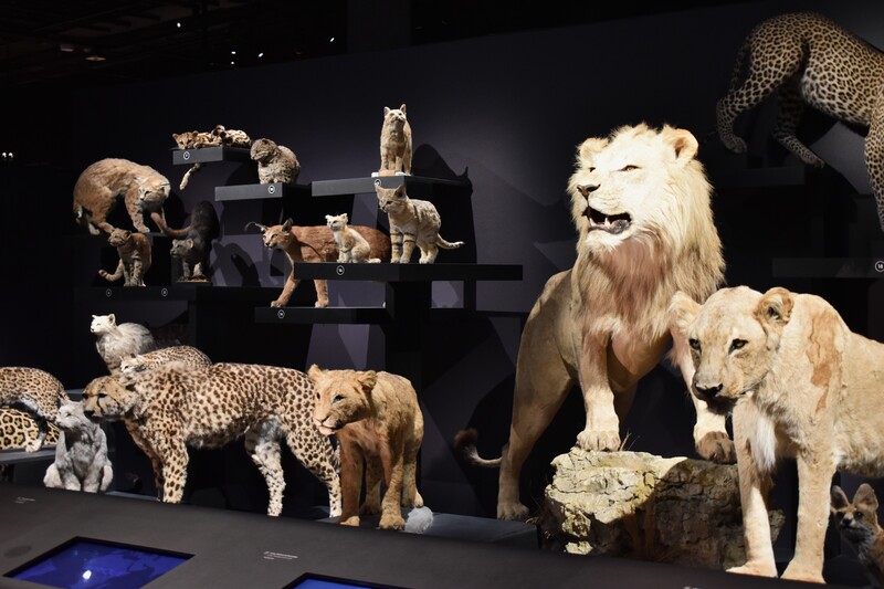 Vue de l'exposition "Félins" au Muséum national d'Histoire naturelle
