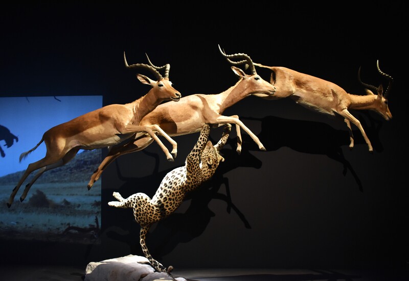 Vue de l'exposition "Félins" au Muséum national d'Histoire naturelle