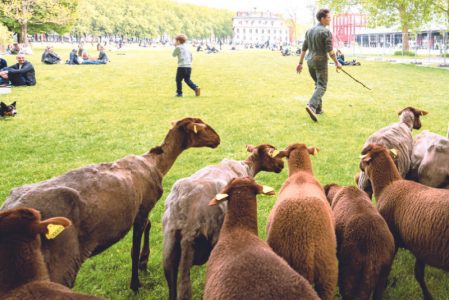 transhumance des moutons à la villette