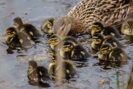 Canards
