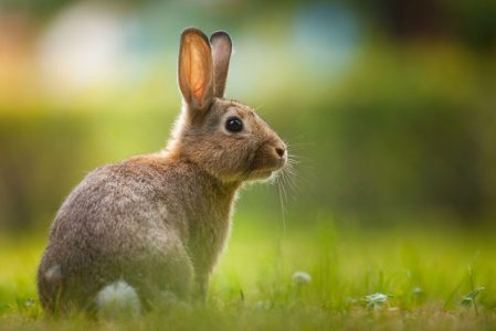 Lapin