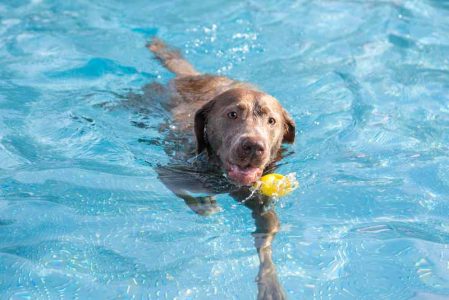 Chien qui se baigne, picine pour chien, photo par Natalia Kaiser, Shutterstock
