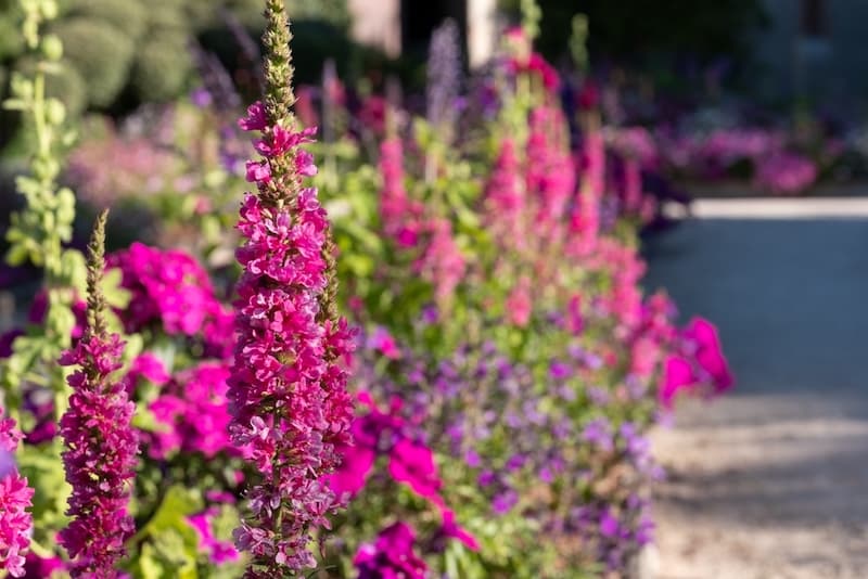 Des fleurs le long d'une allée des jardins © Lois GoBe / Shutterstock