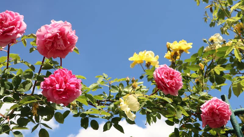 Quelques roses de la roseraie du Val-de-Marne © Henri0711 / Shutterstock