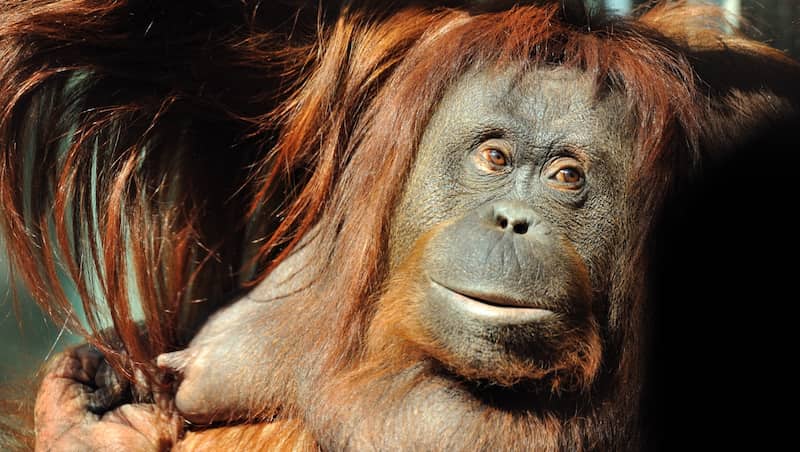 L'orang-outan théodora à la ménagerie du jardin des Plantes - MNHN / FG Grandin