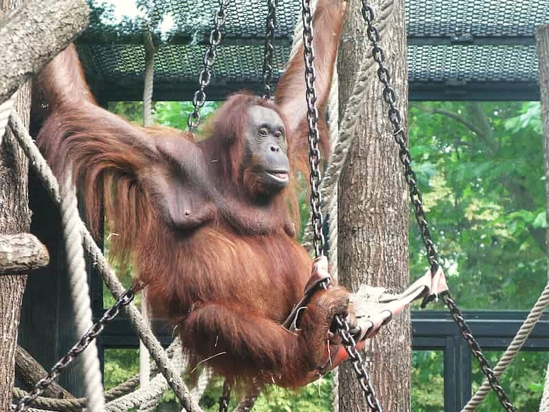 Théodora, l'une des cinq orangs-outans de Bornéo de la ménagerie du jardin des Plantes