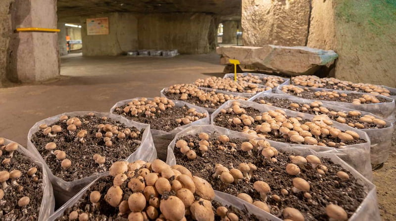Le Musée du champignon de Saumur ©Musée du Champignon