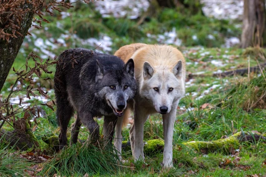 Parc animalier Sainte-Croix loups noirs - ©Margaux Chatelain