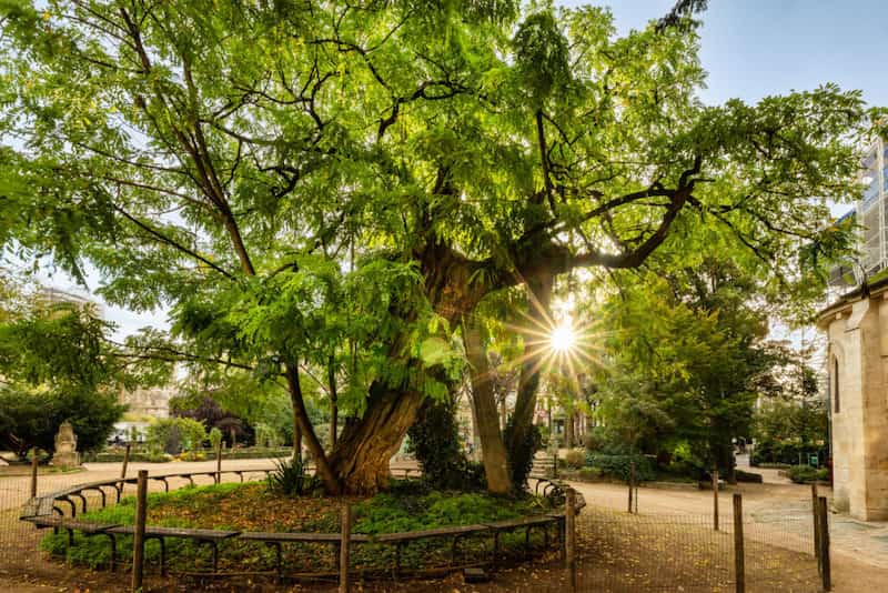 Le plus vieil arbre de Paris © JM Lenoir / Iledefrance-Nature