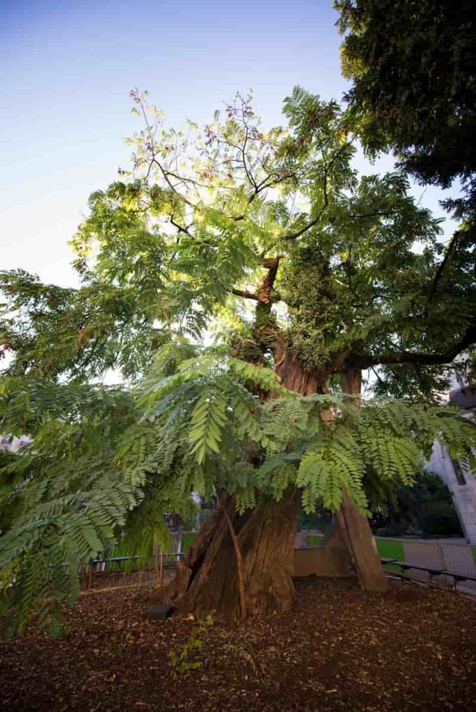 Le plus vieil arbre de Paris © Jean-Pierre Viguié / Ville de Paris