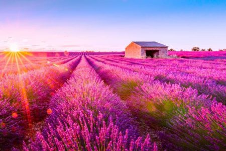 Valensole-mer de lavande ©Shutterstock iacomino FRiMAGES