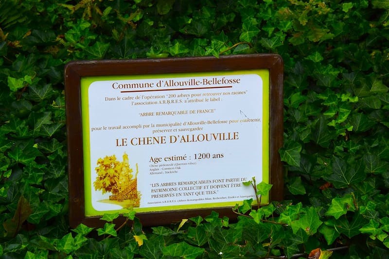 Allouville-Bellefosse chêne