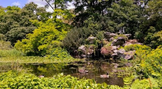 Nymphéas dans le Parc de Bagatelle – © Guillaume Bontemps Ville de Paris