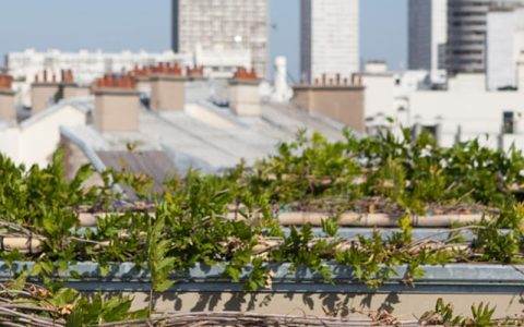Projet des Parisculteurs - © Ville de Paris