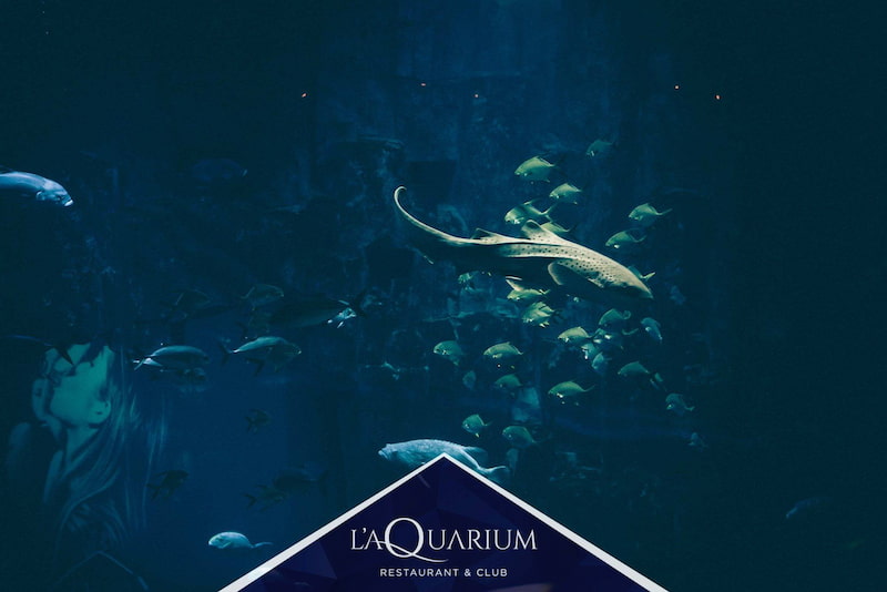 © L'Aquarium Le Club