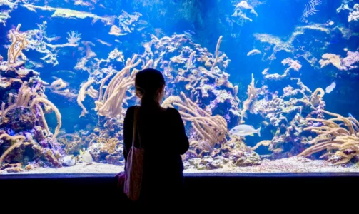 Aquarium tropical du Palais de la Porte dorée © Ville de Paris