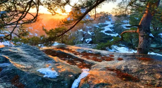 Forêt de Fontainebleau © Fabrice Milochau