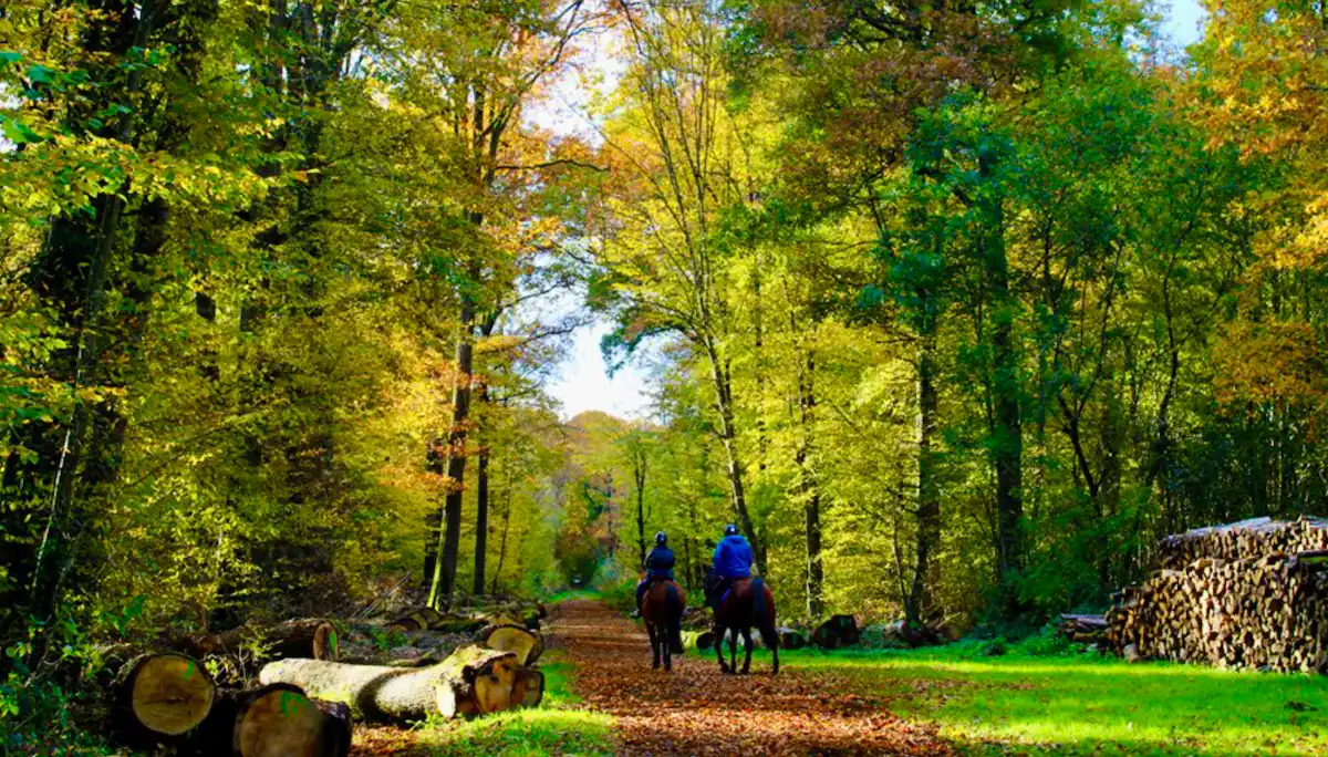 Forêt de Malvoisine © Coulommiers Pays de Brie Tourisme